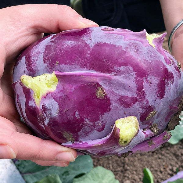 U2616 Purple Fruit Kohlrabi F1, 5 Grams ≈ 800 Seeds