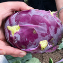 U2616 Purple Fruit Kohlrabi F1, 5 Grams ≈ 800 Seeds