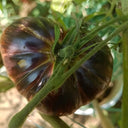 Martha Starfighter Tomato, 10 Seeds
