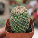 Mammillaria matudae, 3-4cm