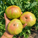 1115 Tanyusha Tomato, 5 Seeds
