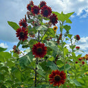 Hongyun Sunflower, 100 Seeds