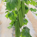 Emerald Green Bitter Melon Seeds, 20 Seeds