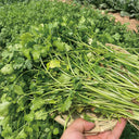 Heat-Tolerant Cilantro Seeds, 20g