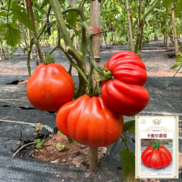 Camille Tomato, 10 Seeds