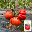 Camille Tomato, 10 Seeds