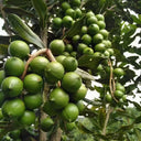 Macadamia Nut, 10 Seeds