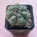 Baldian's Gymnocalycium Cactus, 3-4cm