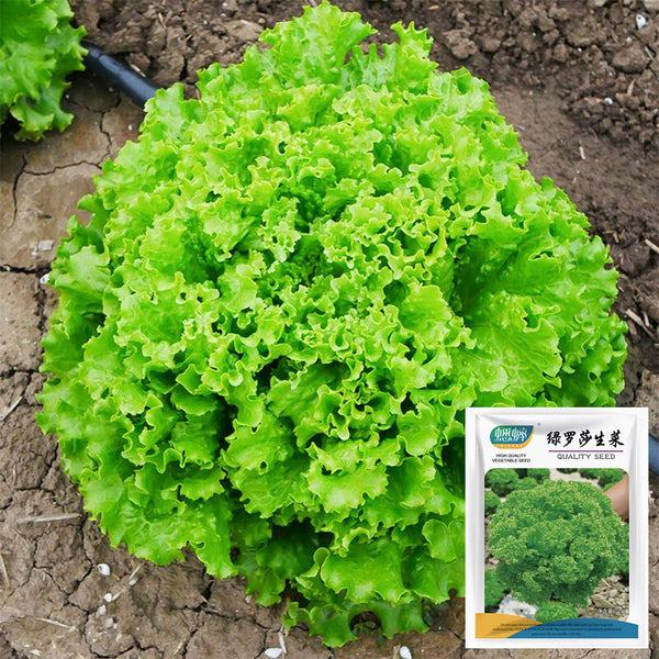 Xishuai Lollo Bionda Lettuce Seeds, 2g