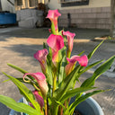 'Dreamland' Calla Lily, 18/20cm Circumference, 1 Bulb