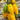 Yellow Banana Tomato, 20 Seeds