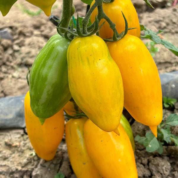 Yellow Banana Tomato, 20 Seeds