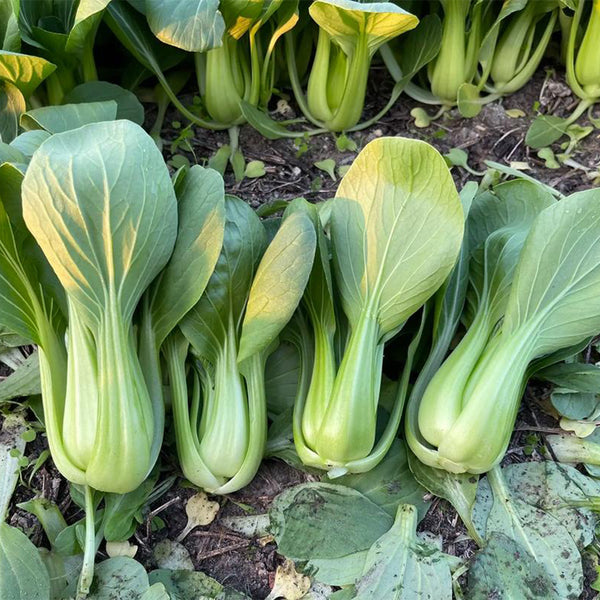 'Jinmei 22' Pak Choi Seeds, 10g