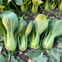 'Jinmei 22' Pak Choi Seeds, 10g
