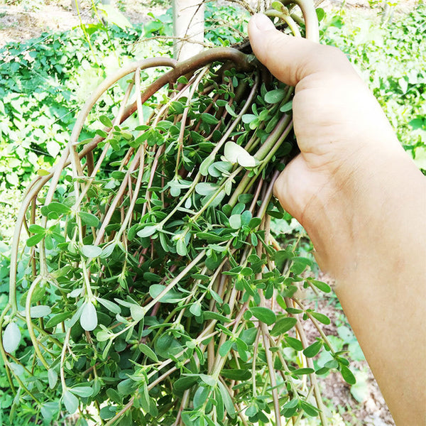 Dutch Purslane Seeds, 10g