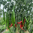 Hongtianxia String Pepper Seeds, 1g