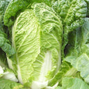 Beijing New No.3 Cabbage Seeds, 5 × 5g Bags