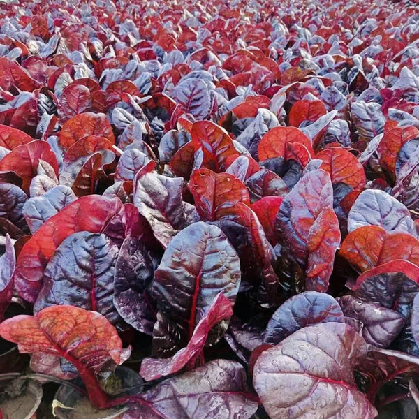 Red-Leaf Chard Seeds, 5g