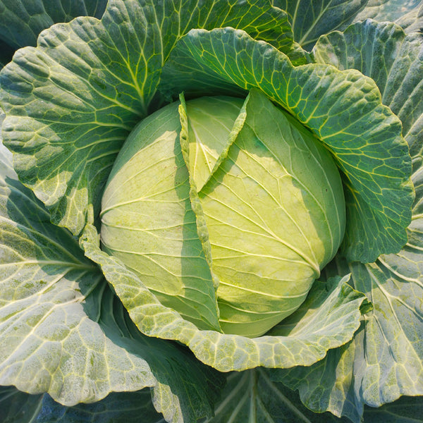 Apple Cabbage Seeds, 2g
