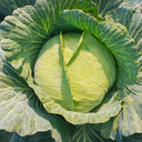 Apple Cabbage Seeds, 2g