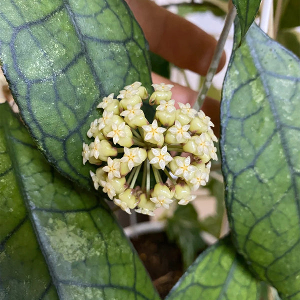 Hoya finlaysonii Narrow Leaf, 4 Cuttings