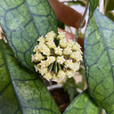 Hoya finlaysonii Narrow Leaf, 4 Cuttings