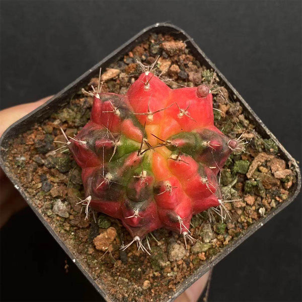 Gymnocalycium mihanovichii Variegata 'Glowing Peony', 3-4cm