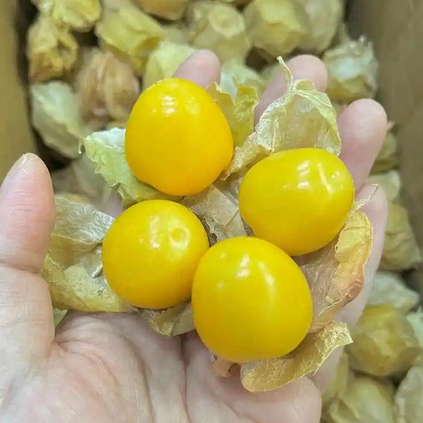 Groundcherry Seeds, 200 Seeds
