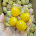 Groundcherry Seeds, 200 Seeds