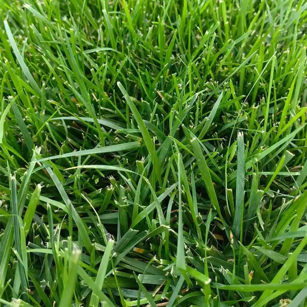 Poa pratensis 'Fargo BT' Seeds, 200g