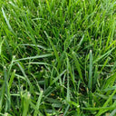 Poa pratensis 'Fargo BT' Seeds, 200g
