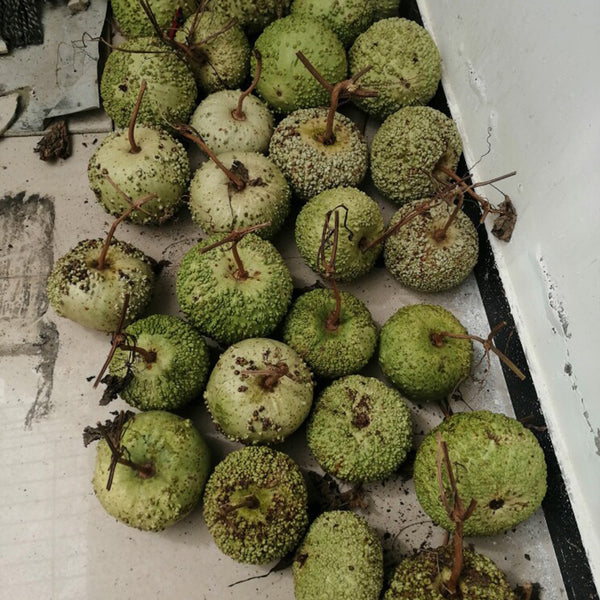 Man Tian Xing Gourd, 5 Seeds