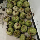 Man Tian Xing Gourd, 5 Seeds