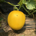 Hongyu Muskmelon Seeds, 100 Seeds