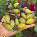 Crazy Gu Yuelin F4 Tomato, 5 Seeds