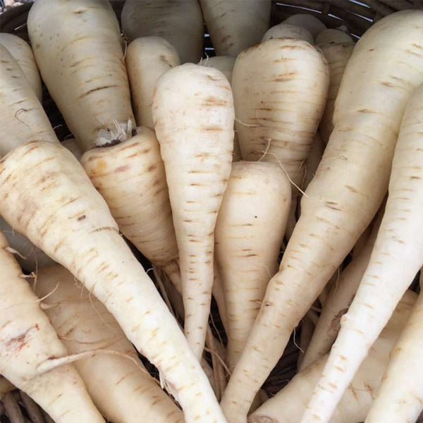 Parsnip, 200 Seeds