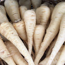 Parsnip, 200 Seeds