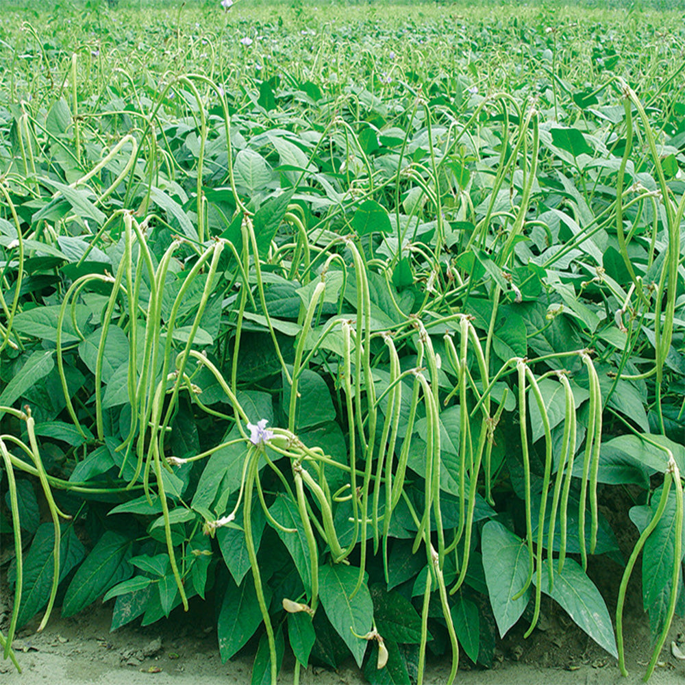 No Trellis Required Yardlong Bean Seeds, 5 × 50-seed Bags