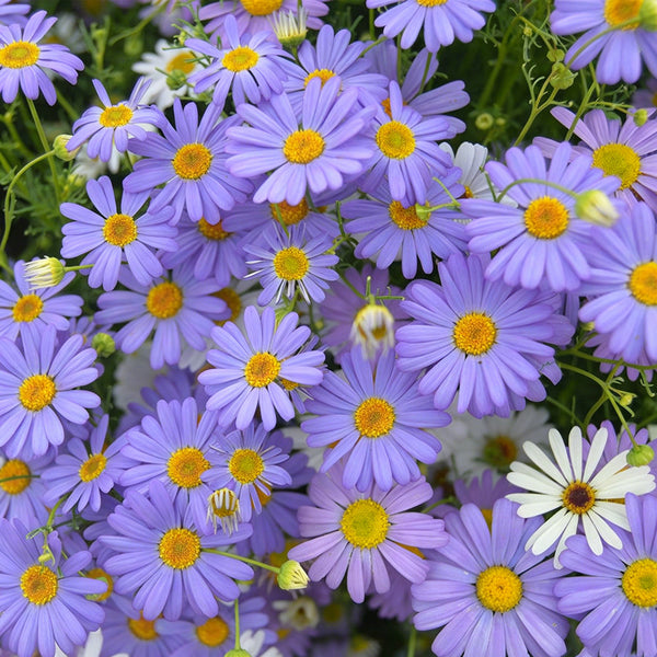 Swan River Daisy, 1g