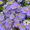 Swan River Daisy, 1g