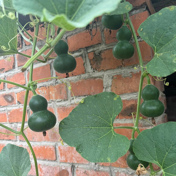 Dark Green Gourd, 5 Seeds