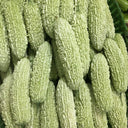 Jiemei 15 Bitter Gourd, 10 Seeds