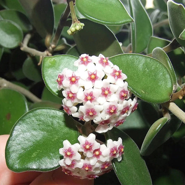 Coin Leaf Hoya, 5 Cuttings