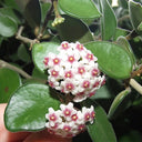 Coin Leaf Hoya, 5 Cuttings
