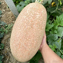 Halloween Pumpkin, 10 Seeds