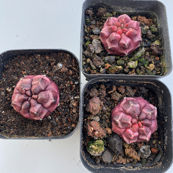 Gymnocalycium mihanovichii 'Day Dream', 2.5cm