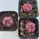Gymnocalycium mihanovichii 'Day Dream', 2.5cm