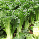 Super Green Pioneer Chinese Cabbage, 5 × 4g Bags