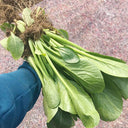 Little Shanghai F1 Bok Choy Seeds, 5g