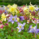 Hezhichun Aquilegia 'Cat's Paw Mix' Seeds, 1g